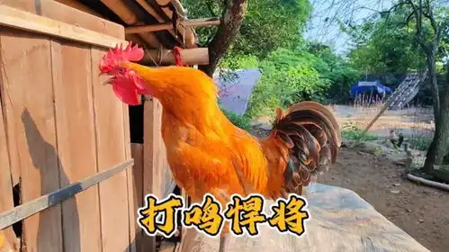 一只鸡的表情包大公鸡
