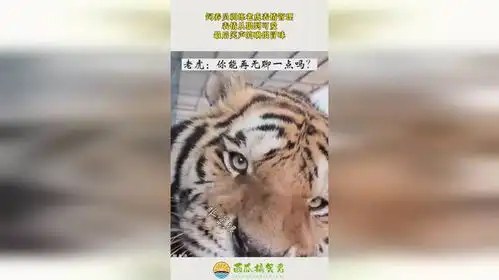 饲养员训练老虎表情管理,表情从狠到可爱,最后笑声的确很冒昧