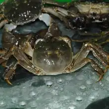 七里海河蟹