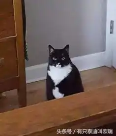 好会撩猫咪将主人当玩具躺着就能把小主人逗得团团转