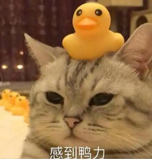 萌宠表情包我只是一只小猫咪,不该为生活发愁