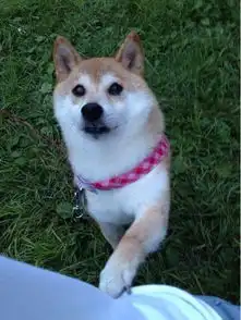求这只犬的表情包,要图片格式不要打包的qq表情,越多越好