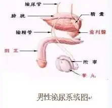 男性和女性的泌尿系统图片各是什么样的呢