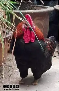 河南一只鸡非常坚强为了行走竟然这样做...