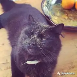 动物喝醉酒表情包