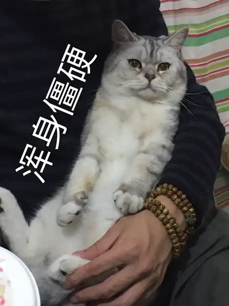 三团表情包什么动物猫咪
