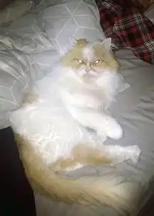 网红不爽猫去世后,美国这只猫咪走红网络,又一新晋表情包哟