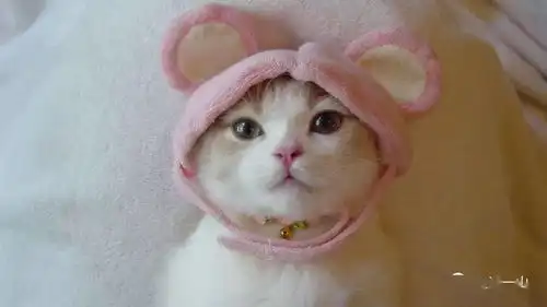 你家的猫皇帝是左撇子还是右撇子答不出来别说你是猫奴