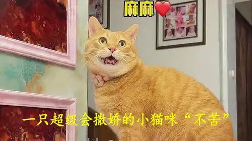 一只超级会撒娇的橘猫不苦