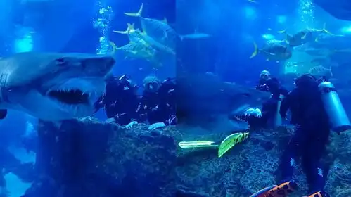 游客水族馆潜水,沙虎鲨呲牙逼近几乎要把他吃掉,紧张到不敢呼吸
