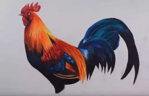 小央美美术品牌这么详细的教程还不来学教你用彩铅画一只大公鸡