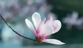 傻傻分不清大杭州这些花花,都谁是谁啊附识花神器
