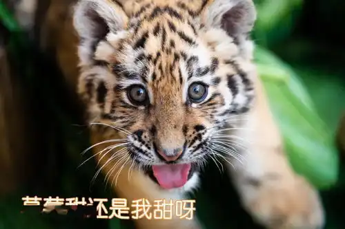 转发收藏云南这组萌虎表情包,刷屏了