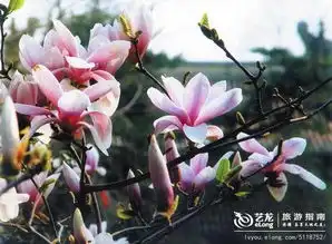 春天里,去看北京最美的花朵