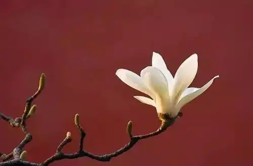 白玉兰的风韵和品格