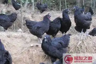 绿壳蛋鸡多少钱一斤