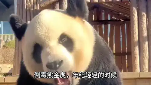 原来熊猫圈也有天选倒霉蛋,真的是一个比一个倒霉