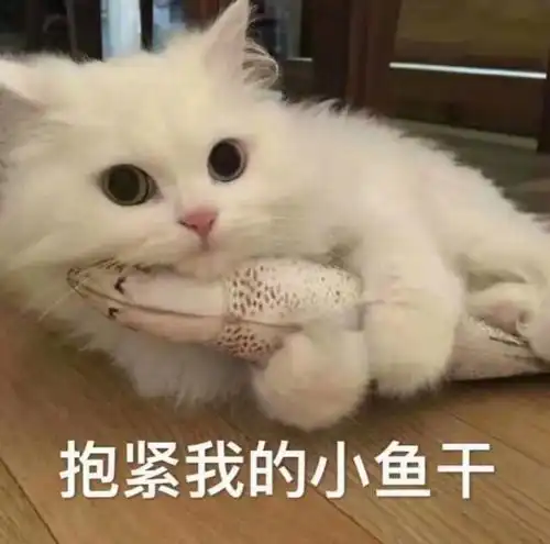 金艺贞表情包猫咪