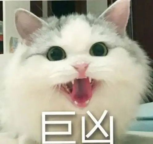 这只看起来很萌的猫咪却是宇宙最凶的小可爱