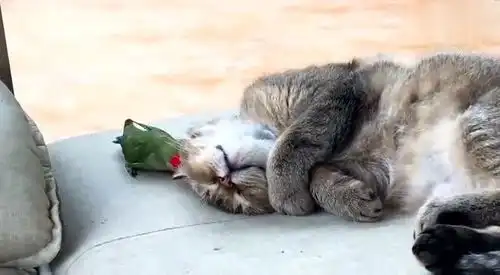 猫猫表情很到位专门卖萌为生