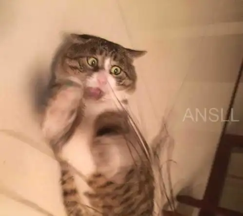 这只胖乎乎的虎斑猫,天生就是一个可爱的表情包