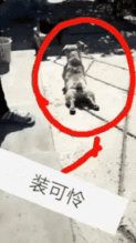 羡慕的表情包gif趣图