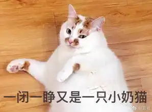 网红猫楼楼去世仅以此,献给那些年悄悄走进我生命的猫