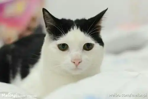 你收藏了哪些有关猫的好看的图片