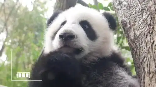 熊猫脸是谁熊猫脸是谁的脸